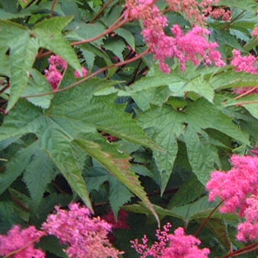 Filipendula purpurea (Folhagem)