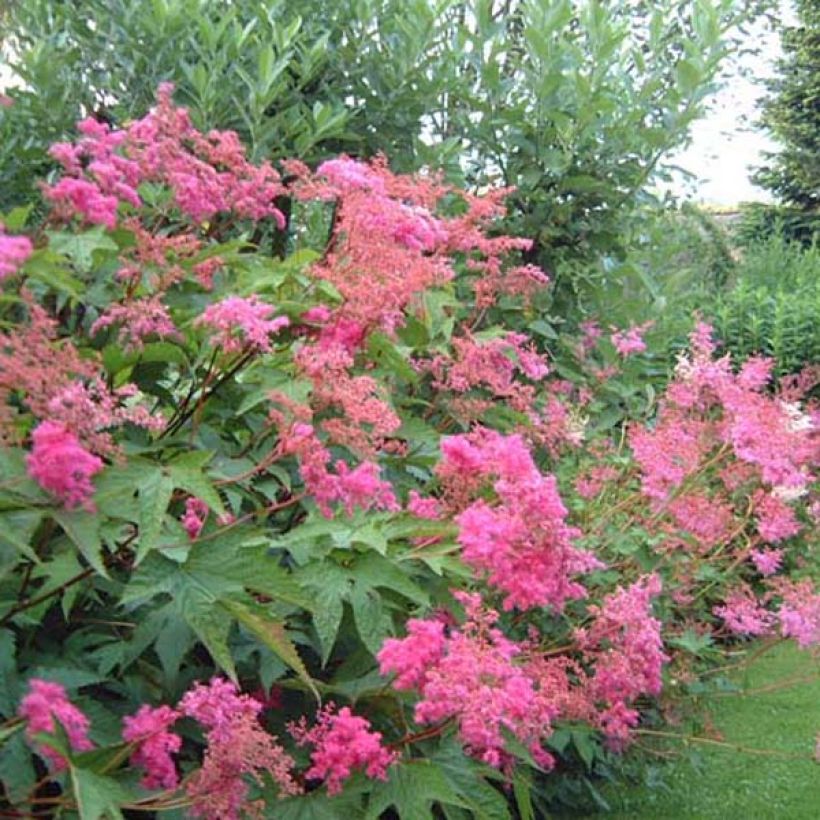 Filipendula purpurea (Hábito)