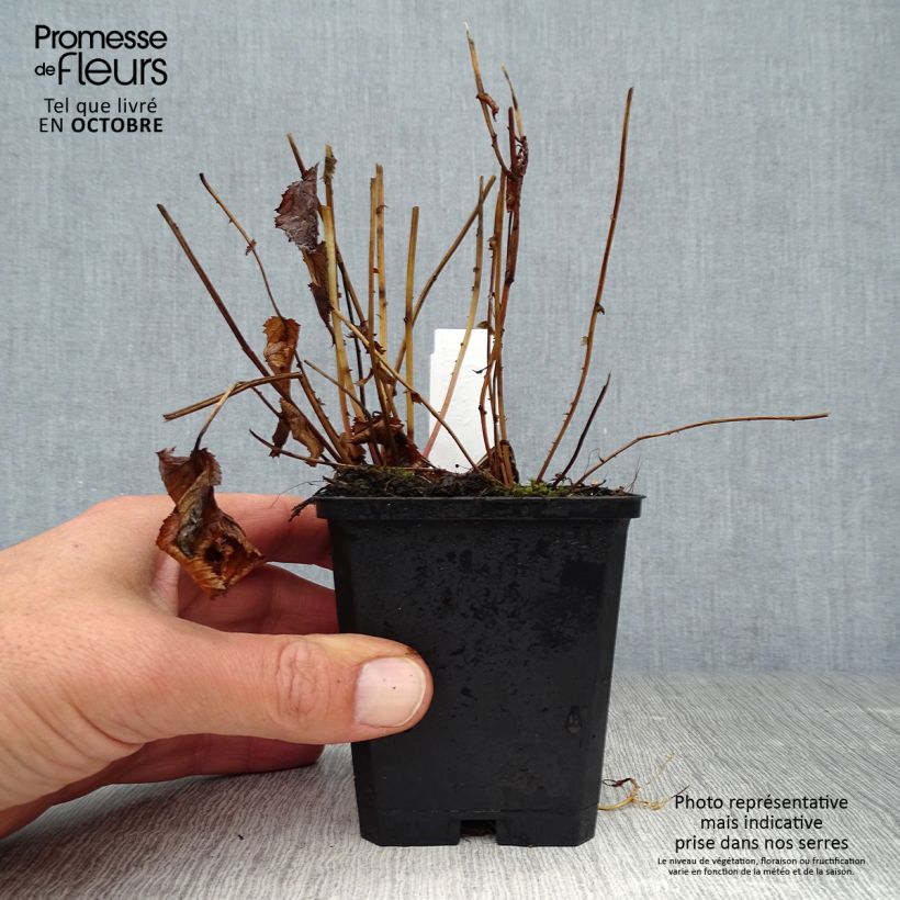 Amostra de Filipendula purpurea Elegans Vaso de 8/9 cm tal como entregue no outono