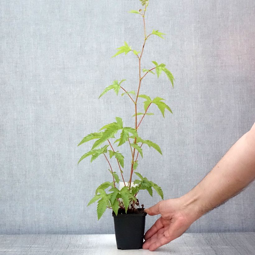 Amostra de Filipendula purpurea Elegans Vaso de 8/9 cm tal como entregue no verão