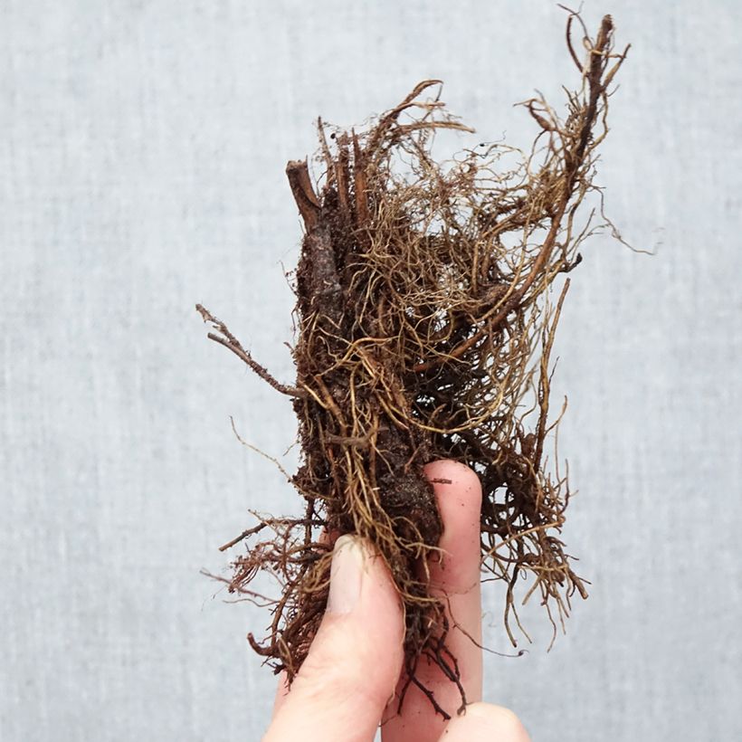 Amostra de Filipendula purpurea Elegans Raízes nuas tal como entregue no inverno