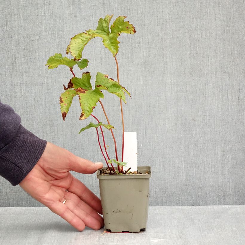 Amostra de Filipendula purpurea Vaso de 8/9 cm tal como entregue no outono