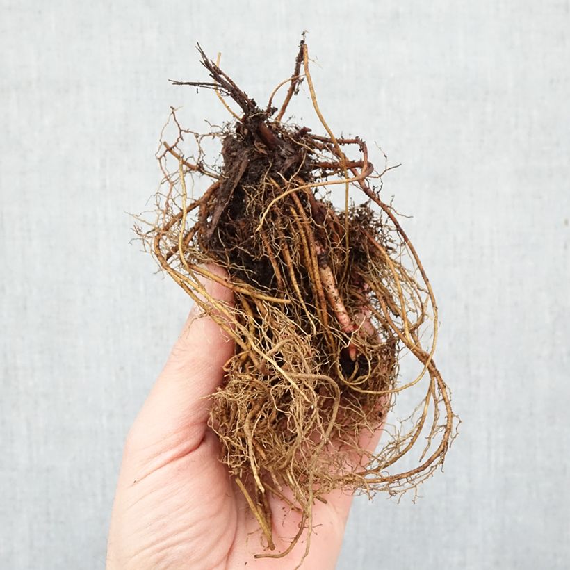 Amostra de Filipendula rubra Venusta Raízes nuas tal como entregue no inverno