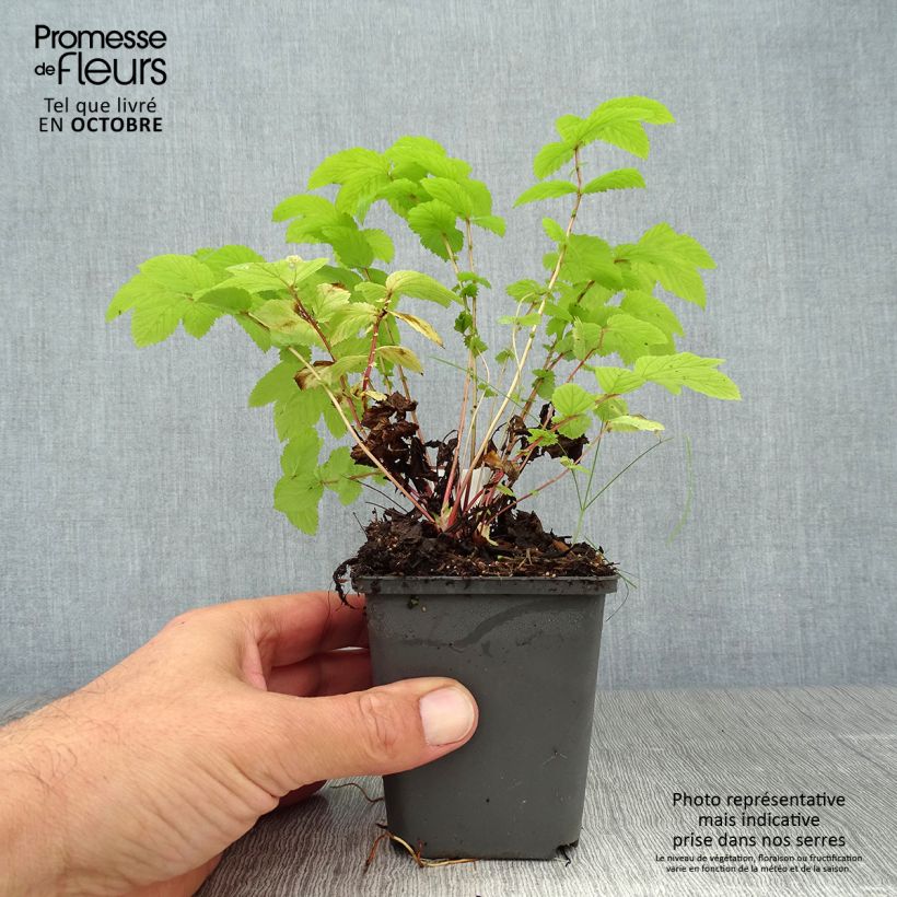 Amostra de Filipendula ulmaria Aurea Vaso de 8/9 cm tal como entregue no outono