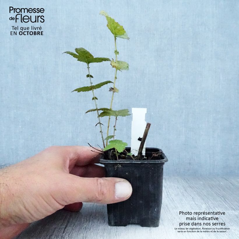 Amostra de Filipendula ulmaria Plena Vaso de 8/9 cm tal como entregue no outono