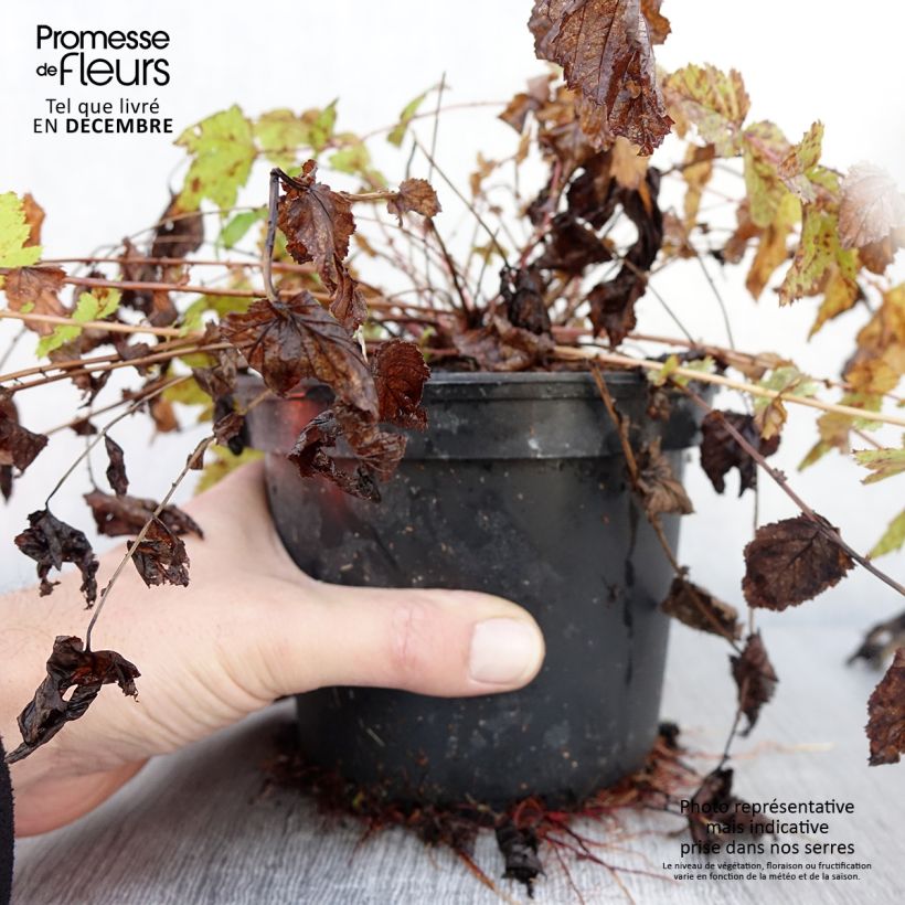 Amostra de Filipendula ulmaria Vaso de 2 L/3 L tal como entregue no outono