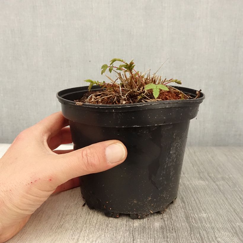 Amostra de Filipendula ulmaria Vaso de 2 L/3 L tal como entregue na primavera