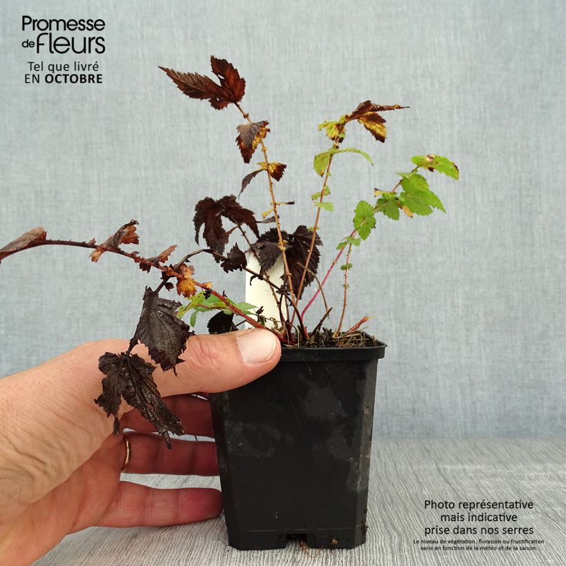 Amostra de Filipendula ulmaria Vaso de 8/9 cm tal como entregue no outono