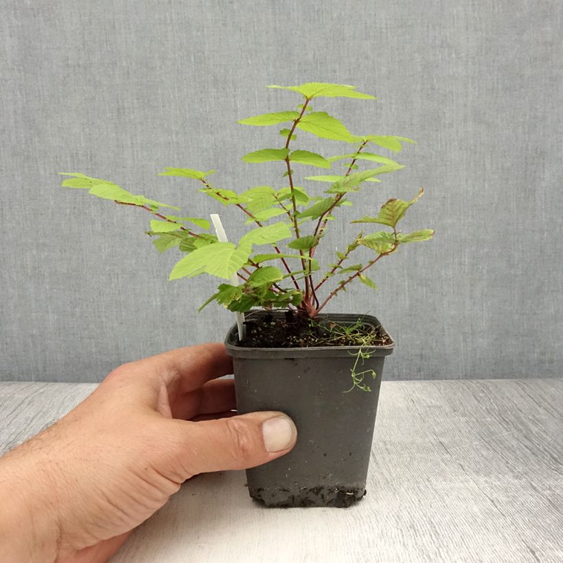 Amostra de Filipendula ulmaria Rosea Vaso de 8/9 cm tal como entregue no verão