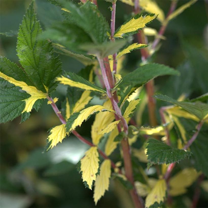 Filipendula ulmaria Variegata (Folhagem)