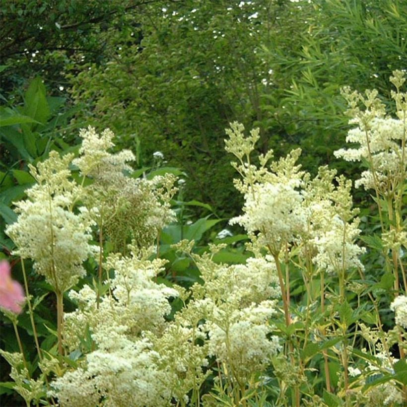 Filipendula ulmaria Variegata (Floração)