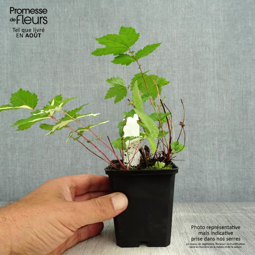 Amostra de Filipendula ulmaria Variegata Vaso de 8/9 cm tal como entregue no verão