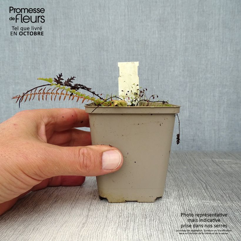 Amostra de Filipendula vulgaris Vaso de 8/9 cm tal como entregue no outono