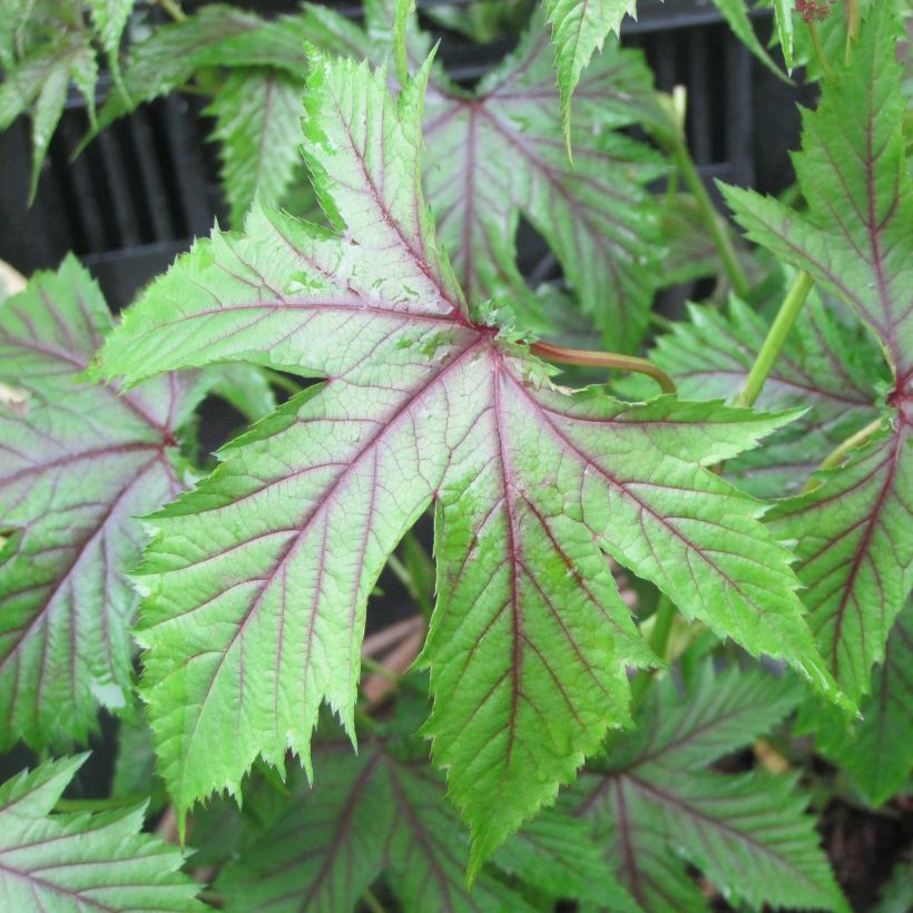 Filipendula Red Umbrellas (Folhagem)