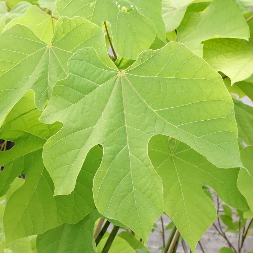 Firmiana simplex (Folhagem)