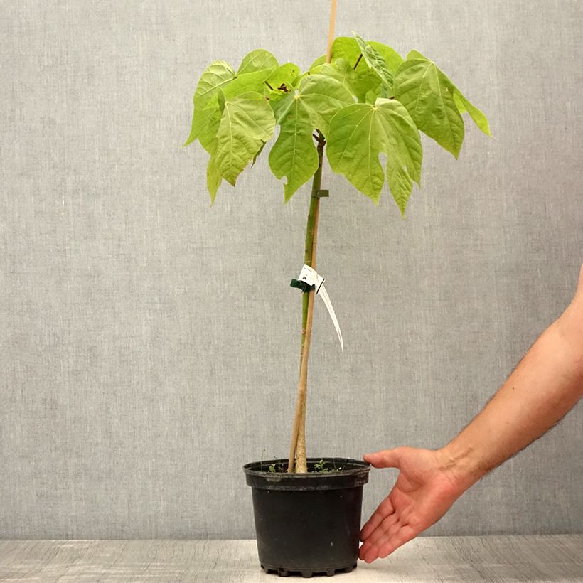 Amostra de Firmiana simplex Vaso de 3 L/4 L tal como entregue no verão
