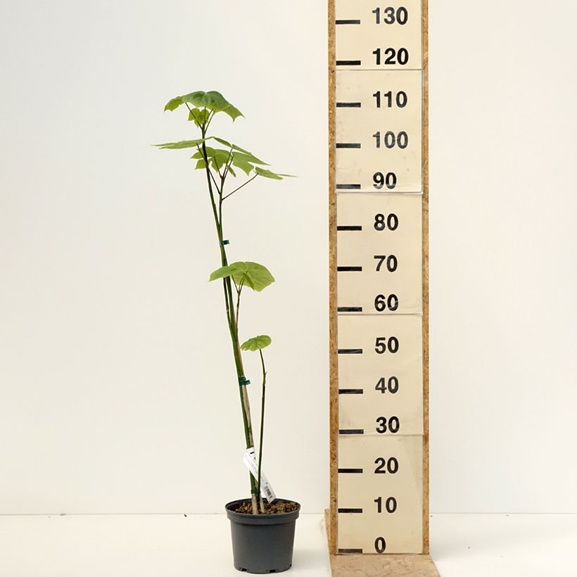 Amostra de Firmiana simplex Vaso de 3 L/4 L tal como entregue na primavera