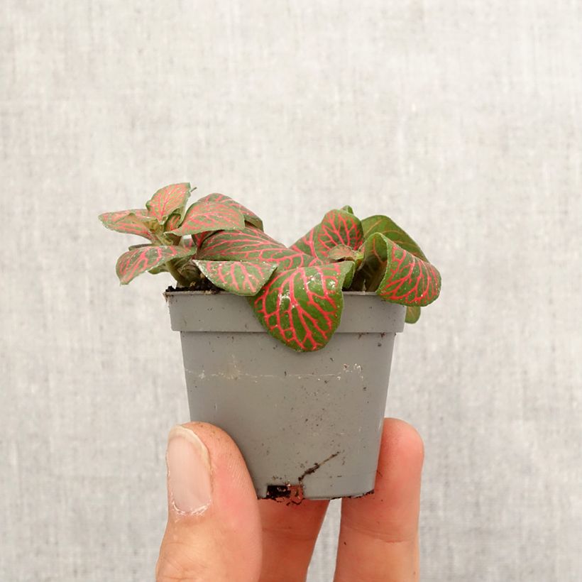 Amostra de Fittonia Joly Josan Red Mini-plante tal como entregue na primavera