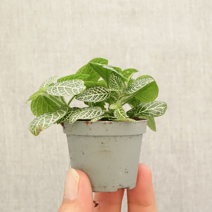 Amostra de Fittonia Mini White Mini-plante tal como entregue no outono