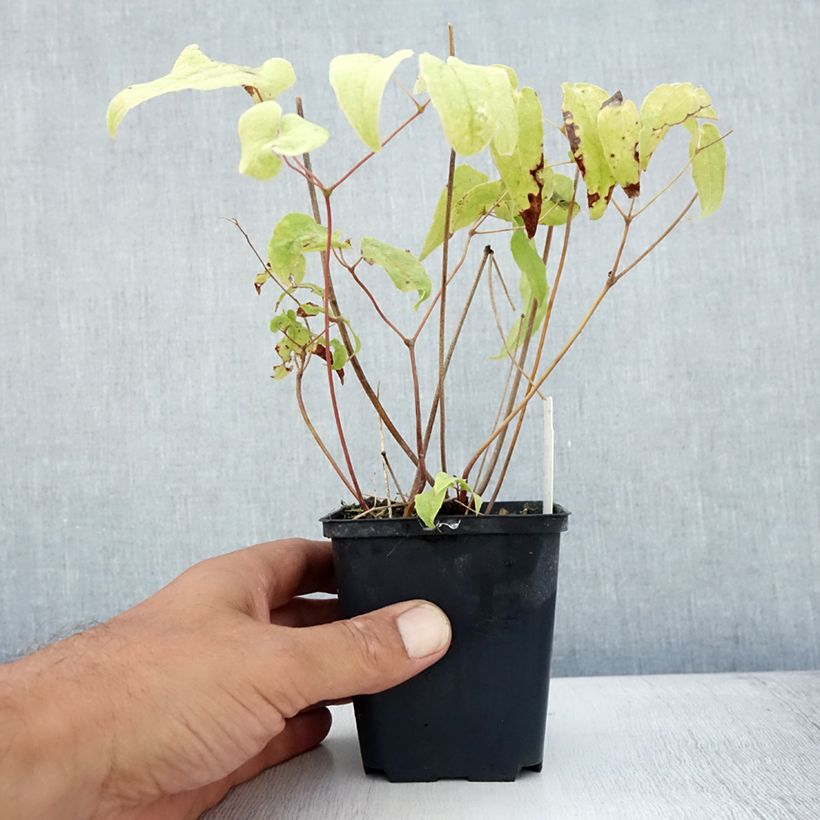 Amostra de Epimedium Domino Vaso de 8/9 cm tal como entregue no verão