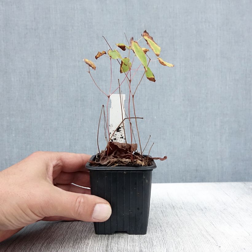 Amostra de Epimedium grandiflorum Akebono Vaso de 8/9 cm tal como entregue no outono