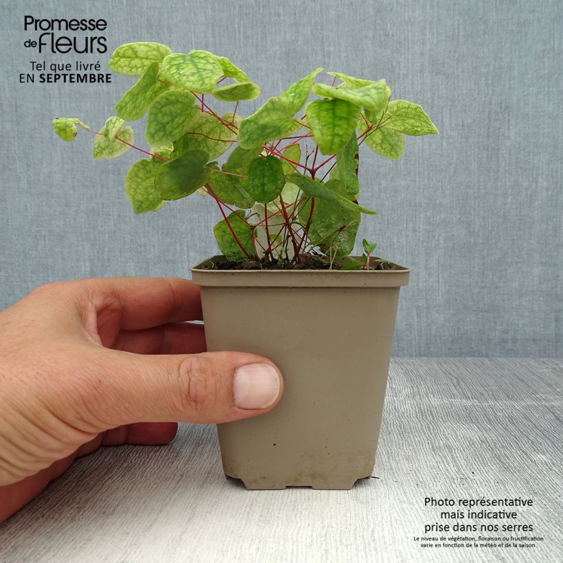 Amostra de Epimedium grandiflorum Akebono Vaso de 8/9 cm tal como entregue no verão