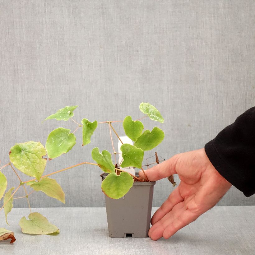 Amostra de Epimedium pubigerum Vaso de 8/9 cm tal como entregue no outono