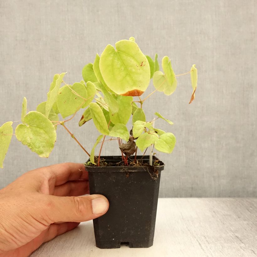Amostra de Epimedium pubigerum Vaso de 8/9 cm tal como entregue no verão