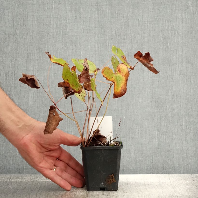 Amostra de Epimedium pubigerum Orangekönigin Vaso de 8/9 cm tal como entregue no outono