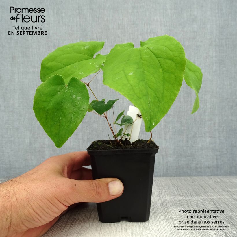 Amostra de Epimedium pubigerum Orangekönigin Vaso de 8/9 cm tal como entregue no verão