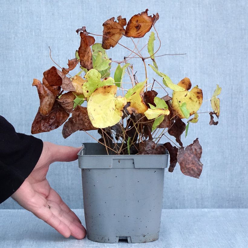Amostra de Epimedium pubigerum Orangekönigin Vaso de 2 L/3 L tal como entregue no outono