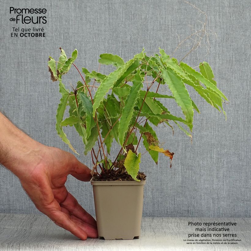 Amostra de Epimedium Sphinx Twinkler Vaso de 8/9 cm tal como entregue no outono