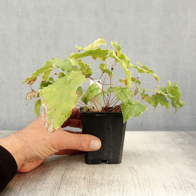 Amostra de Epimedium wushanense Caramel Vaso de 8/9 cm tal como entregue no outono