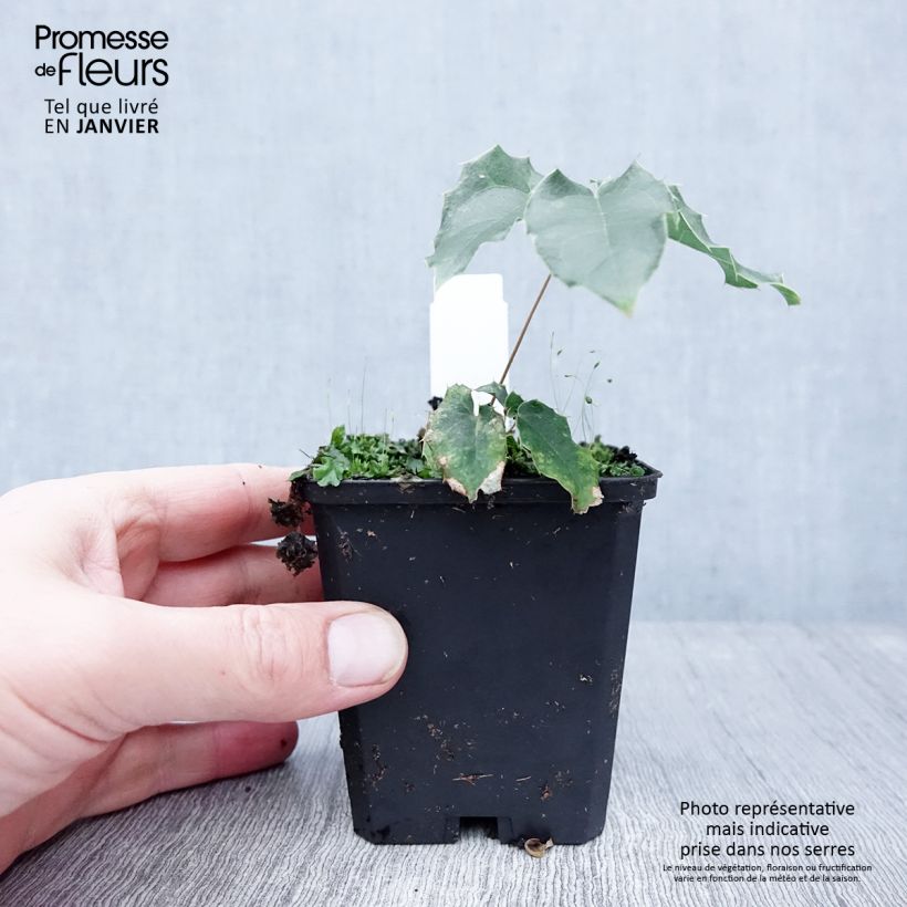 Amostra de Fleur des Elfes, Epimedium wushanense Caramel Vaso de 8/9 cm tal como entregue no inverno