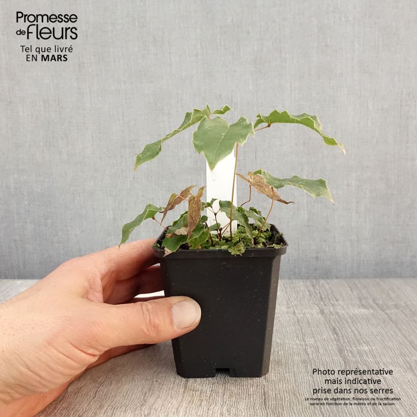 Amostra de Epimedium wushanense Caramel Vaso de 8/9 cm tal como entregue na primavera