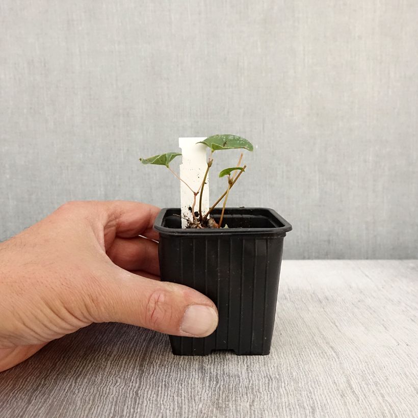 Amostra de Epimedium × versicolor Cupreum Vaso de 8/9 cm tal como entregue no outono