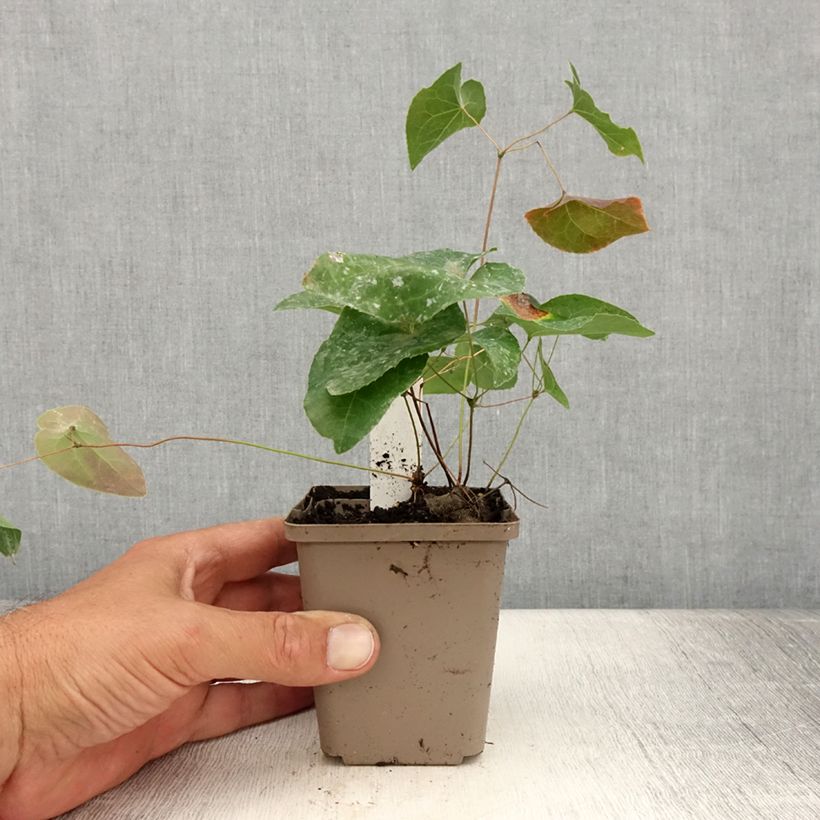 Amostra de Epimedium × versicolor Cupreum Vaso de 8/9 cm tal como entregue no verão