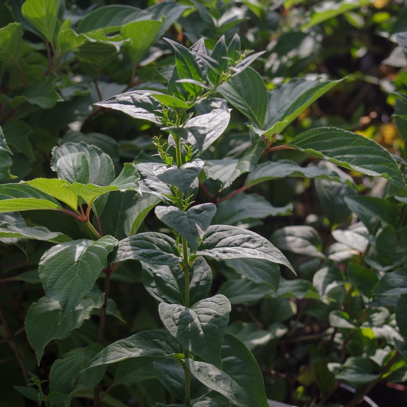 Abeliophyllum distichum (Folhagem)