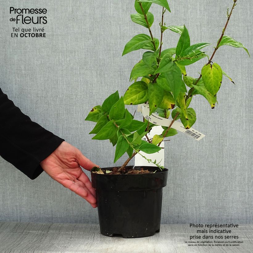 Amostra de Abeliophyllum distichum Vaso de 2 L/3 L tal como entregue no outono
