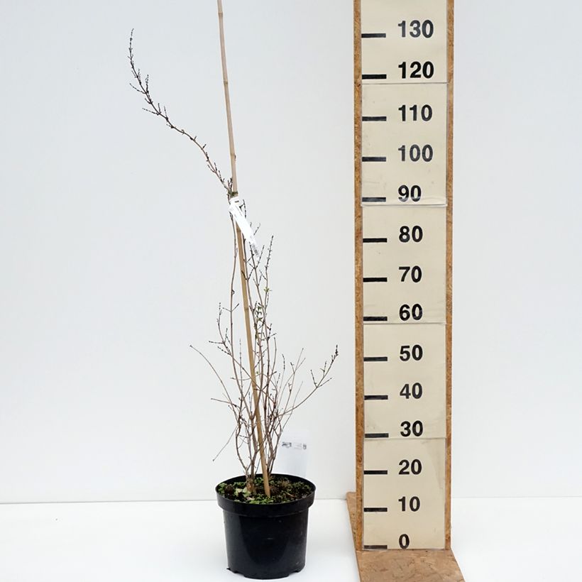 Amostra de Abeliophyllum distichum Vaso de 4 L/5 L tal como entregue no outono