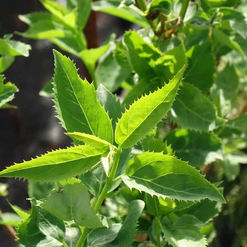 Forsítia Forbeesia (Folhagem)