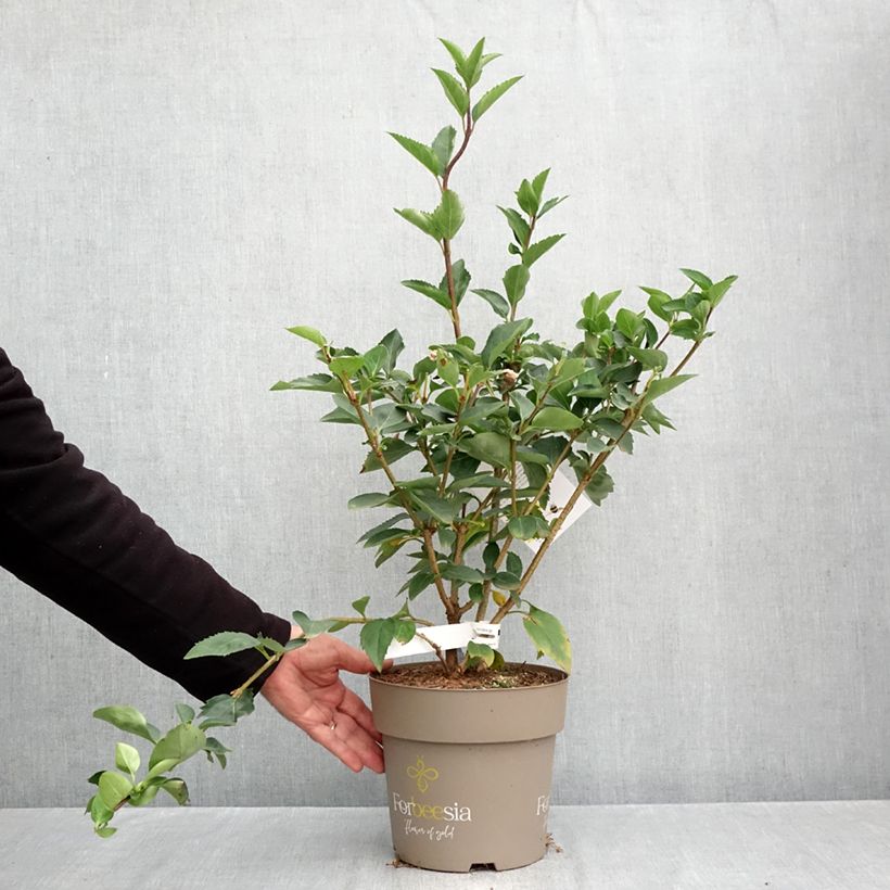 Amostra de Forsythia intermedia Forbeesia - Mimosa de Paris Vaso de 4 L/5 L tal como entregue no outono