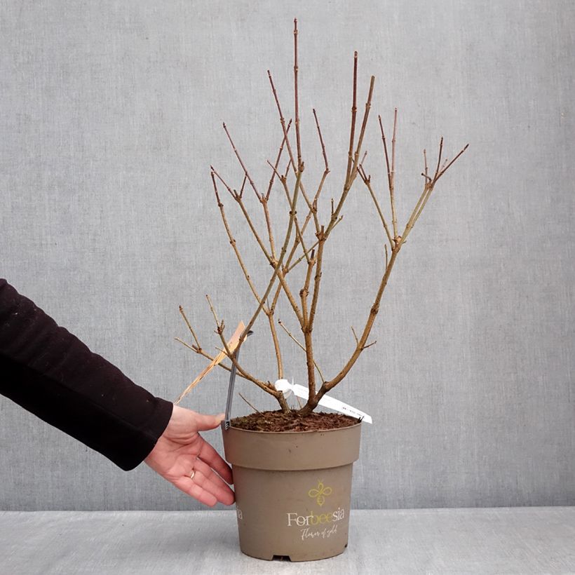 Amostra de Forsítia Forbeesia Vaso de 4 L/5 L tal como entregue no inverno