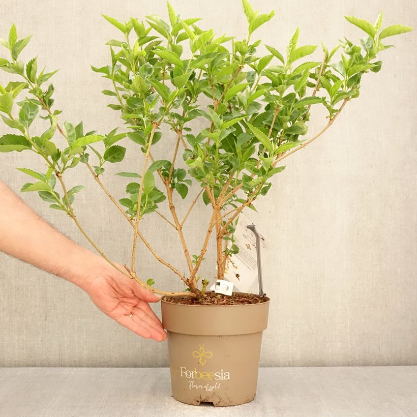 Amostra de Forsítia Forbeesia Vaso de 4 L/5 L tal como entregue na primavera