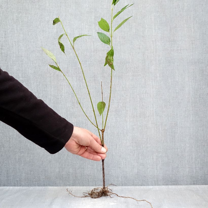 Amostra de Forsythia intermedia Lyngold - Mimosa de Paris Raízes nuas tal como entregue no inverno