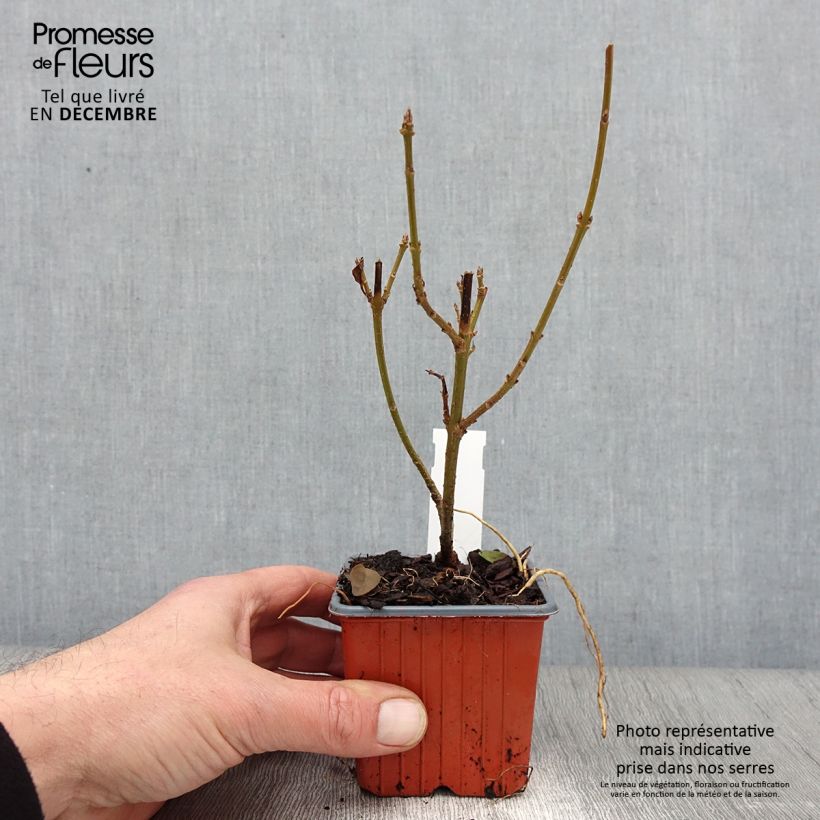 Amostra de Forsítia Spectabilis Vaso de 8/9 cm tal como entregue no outono