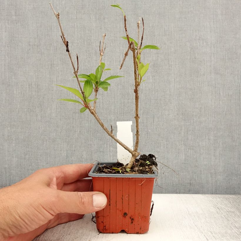 Amostra de Forsítia Spectabilis Vaso de 8/9 cm tal como entregue no verão