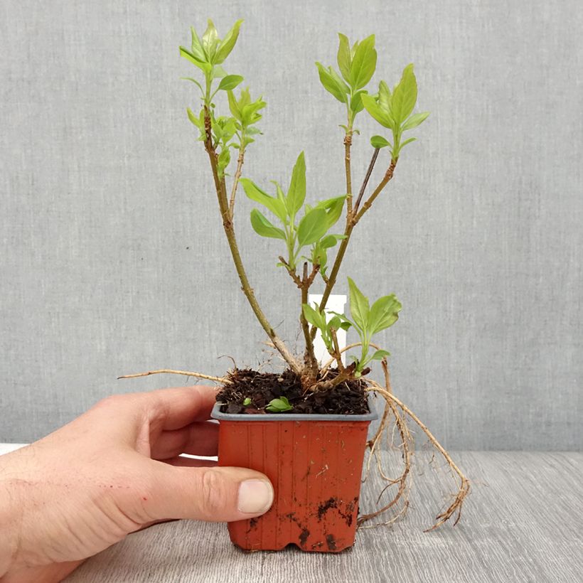 Amostra de Forsítia Spectabilis Vaso de 8/9 cm tal como entregue na primavera