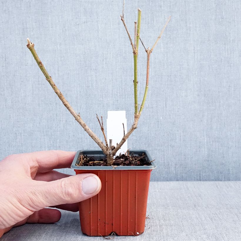 Amostra de Forsítia Spectabilis Vaso de 8/9 cm tal como entregue no inverno