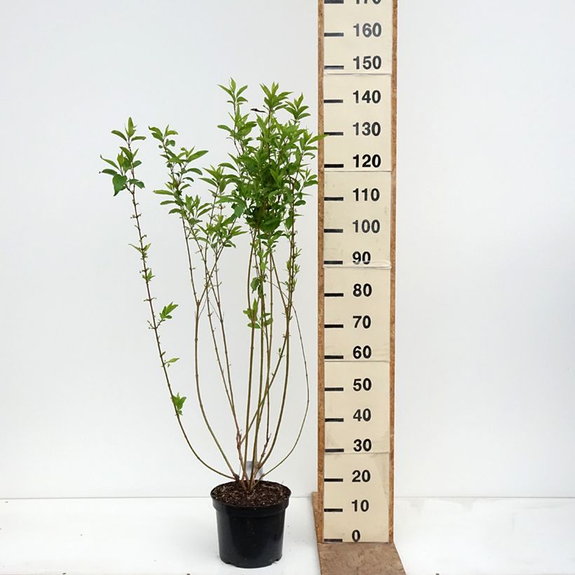 Amostra de Forsítia Week Vaso de 7,5 L/10 L tal como entregue na primavera